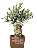 Olivenbaum im Tontopf 20 cm - Robuste Olive in bester Qualität, ideal für Terrasse, Balkon & Garten – Nachhaltig im Terrakotta-Topf
