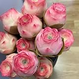 350 pcs sukkulenten samen winterhart, samen geschenk, hochbeet samen sukkulenten echte pflanzen exotische pflanzen, bodendecker pflanzen winterhart bio saatgut balkonpflanzen winterhart
