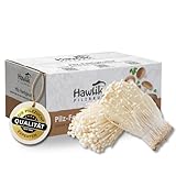 Hawlik Pilzbrut – Enoki Pilze züchten Set – BIO Pilzkultur – Pilzzuchtset für Anfänger und Fortgeschrittene – Mushroom Grow Kit für Zuhause – Goldene Enoki Pilze zum Essen