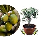 Meine Orangerie Olivenbaum Bonsai - echtes Olivenbäumchen - Olea Europaea - Olive Tree - altes Olivenstämmchen in der Schale - Bonsai Olive mit kurzem Stamm - Olivenbaum echt