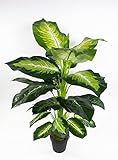 Seidenblumen Roß Dieffenbachia 75cm grün-gelb ZJ Kunstpflanzen künstliche Pflanzen