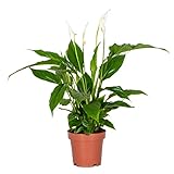 Bloomique - Spathiphyllum Torelli - Friedenslilie - Einblatt Zimmerpflanze - Zimmerpflanzen - Luftreinigend - Höhe 30-40 cm - Topf 12 cm