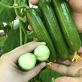 NO-GMO 40 Samen, Salate Snacks Mini Gurke Beit Alpha Garten Samen, Braucht keine Peeling Erboom Samen