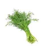 dill pflanze samen - pflanzen für garten bodendecker samen dillsamen kräuter samen hochbeete für garten pflanzen samen indoor luftreinigende zimmerpflanzen hochbeete für garten 400pcs