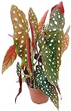 Fangblatt - Begonia maculata 'wightii' - die Forellenbegonie ist eine außergewöhnliche Zimmerpflanze und ein 'Eyecatcher' auf jedem Fensterbrett - die Begonie ist eine Rarität aus Brasilien