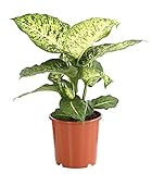 Dehner Dieffenbachie Mars, Dieffenbachia, marmorierte Blätter, 70-80 cm, Ø 19 cm, Zimmerpflanze