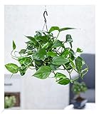 BALDUR Garten Hängepflanze Efeutute, 1 Pflanze, Luftreinigende Zimmerpflanze, unterstützt das Raumklima, Scindapsus, Grünpflanze, mehrjährig - frostfrei halten, Epipremnum pinnatum aureum