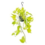 Exotenherz - Zimmerpflanze zum Hängen - leuchtende Efeutute - Epipremnum Golden Pothos - Scindapsus - 14cm Ampeltopf