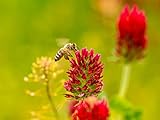 Roter Inkarnatklee Samen, mehrjähriger roter Klee Samen, lat. Trifolium incarnatum (60.000 Samen) (3.000 Samen)