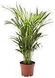 AIRY Goldfruchtpalme (Dypsis lutescens) • Luftreinigende Pflanze • Topf-Ø ca. 17cm, Höhe mit Topf ca. 70cm • Zimmerpflanze in gärtnerischer Qualität • Sicherer Pflanzenversand • Deutsche Gärtnerei