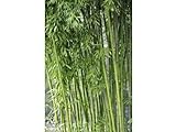 100 Samen des Bambus Fargesia/Borinda Yunnanensis