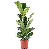 Geigenfeige - echte Zimmerpflanze, Ficus Lyrata - Höhe ca. 100 cm, Topf-Ø 21 cm