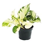 Exotenherz - Weiß-bunte Efeutute - Epipremnum Happy Leaf - Scindapsus - 12cm Topf - rankende Zimmerpflanze