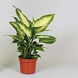 Dieffenbachie Camilla - Zimmerpflanze, 30 cm, Pflegeleichte Grünpflanze, Dekorativ & Luftreinigend, Ideal für Zuhause & Büro