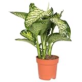 Dieffenbachie 'Maroba', Topf-Ø 21 cm, Höhe ca. 85 cm