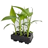 Musa Basjoo Jungpflanzen Winterfeste Banane 6er-Set