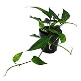 Exotenherz - Epipremnum pinnatum 'Cebu Blue' - blaugrüne Efeutute - 12cm Topf