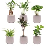 Mini Pflanzen set 6 Stücke inklusive Topf Berlin grijs mat - 25cm - Ø7cm - Kamerplant - Arrangement - Plant met pot