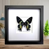 Insectrum Gerahmte Schmetterlingskunst, Alcides Orontes, grünes Band, Urania Day-Flying Moth, 20,3 x 25 cm, schwarzer Rahmen