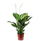 Einblatt 3-5 Blüten/Knospen - pflegeleichte Zimmerpflanze, Spathiphyllum - Höhe ca. 50 cm, Topf-Ø 13 cm