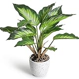 YunYite Künstliche Pflanzen,36cm Dieffenbachia Picta Mini Indoor-Topf Pflanzen Kunstplastik-Grünflanze, für Dekoratives Wohnzimmer Wohnung Balkon Büro