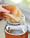 Organisches Kombucha-Scoby – lebende Kultur eines Dpnamrons