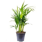 Goldfruchtpalme - pflegeleichte Zimmerpflanze, Areca Dypsis Lutescens - Höhe ca. 55 cm, Topf-Ø 14 cm