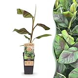 GreenboutiQ - Obstpflanze - Japanische Bananenpflanze Winterhart - Musa Ever Red - Winterhart - 2 Pflanzen - Topf 15cm Höhe 50cm