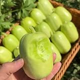 gurken samen bio - zimmerpflanzen gurken samen kräutersamen gemüsesaat balkon pflanzen winterfest winterharte kübelpflanzen garten gurkensamen exotische samen bio saatgut 100pcs