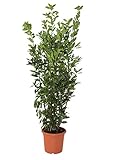 KENTIS - Laurus Nobilis Lorbeer Pflanze - Immergrüne Echte Aussenpflanzen – Hoch 125-150 cm Topf Ø 24 cm