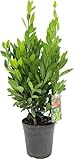 Echter Gewürzlorbeer - Laurus nobilis | Aromatisch, Pflegeleicht & Winterhart | Ideale Kräuterpflanze für Garten & Küche LK-Gartenwelt