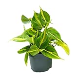 Philodendron Scandens Brasil - 15cm - Ø12cm - Zimmerpflanze - Immergrün