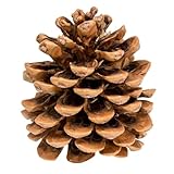 NaDeco Pinienzapfen Natur, 10 STK, 8-12cm | Pinus pinea | Pinien Zapfen | Tannenzapfen | Kiefernzapfen | Dekozapfen | Zapfendeko | Naturzapfen | Baumzapfen | Adventsdekoration | Weihnachtsdekoration