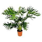 NatureNest - Lochpflanze - Philodendron Selloum - 1 Stück - 130 cm
