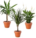 3er-Pflanzen-Set, Spathiphyllum (60-70cm), Dracaena (55-65cm), Yucca (45-55cm), Pflanzen für Wohnung und Büro, Qualität vom Pflanzen Profi, Schneller Pflanzenversand, Raumbegrünung