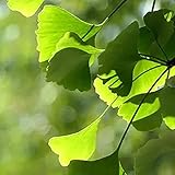 10Stück Ginkgo Samen mehrjähriges Erbstück zum Pflanzen im Freien einfach zu pflanzen bringen Erfolgserlebnisse geeignet für Anfänger Anfänger Gärtner