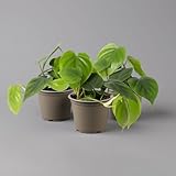 Philodendron scandens, Höhe ca 20 cm, Topf 12 cm Ø, 3er-Set
