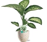 Dieffenbachia Seguine Tropischer Schnee - Dieffenbachia - Zimmerpflanze - Ø19cm - 70cm + Sem Topf Beige Ø20x18cm