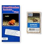 AQ4Aquaristik Triops cancriformis, ca. 100 Urzeitkrebse Eier in Sand, Zuchtansatz mit Anleitung, Europäischer Sommerschildkrebs