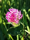 1 Kg Samen Rotklee Trifolium pratense Wiesenklee Bienenweide Nektar Blüte