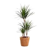 Dracaena marginata - 85-95cm - Ø21cm - Zimmerpflanze - Immergrün