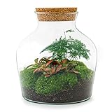Flaschengarten • Little Joe • Ökosystem mit Pflanzen im Glas • ↑ 21,5 cm - DIY - Terrarium Komplett Set - Pflanzenterrarium - urbanjngl | Terrarium Package