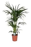 Kentia Palme 140-160 cm Howea forsterian Zimmerpflanze Palme im Topf - Luftreinigend - Pflanzen Palme