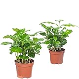 2er-Set Kaffeepflanze - pflegeleichte Zimmerpflanze, Coffea Arabica - Höhe ca. 20 cm, Topf-Ø 9 cm