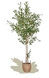 Maia Shop künstliche Olive Baum 180 cm für die Dekoration von Haus und Büro, künstlicher dekorativer Hyperrealistischer Baum mit natürlichem Stamm