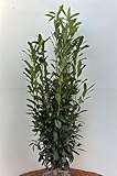 2st. Kirschlorbeer Genolia® 120-150cm Heckenpflanzen im Topf Kirschlorbeeren aus der Baumschule schlank wüchsige Sorte