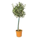 Bloomique - Olea Europaea - Olivenbaum Echt - Gartenpflanzen Winterhart - Höhe 80-90 cm - Topf 19 cm
