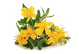 5000 Samen Echtes Johanniskraut Hypericum perforatum Heilpflanze Bienen Blume