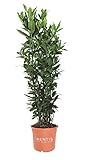 KENTIS - Laurus Nobilis Lorbeer Pflanze - Immergrüne Echte Aussenpflanzen – Hoch 60-80 cm Topf Ø 18 cm