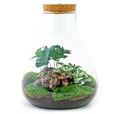 Flaschengarten • Sam Coffea • Pflanzen im Glas mit Licht • ↑ 30 cm - DIY - Terrarium Komplett Set - Pflanzenterrarium - urbanjngl | Terrarium kit